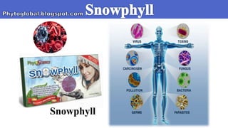 Snowphyll
 