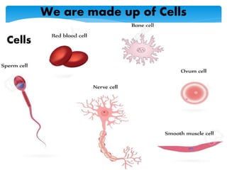 19
Cells
We are made up of Cells
 