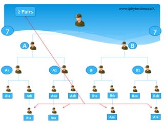 www.iphytoscience.pK
A B
A1 A2 B1 B2
A1a A1b B1a B1bA2a A2b B2a B2b
A1a A1a A1a A1a
7 7
2 Pairs
 