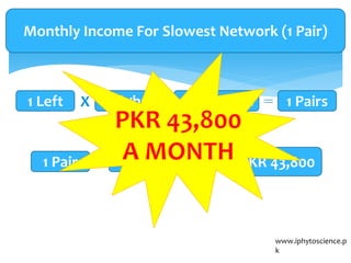 www.iphytoscience.p
k
1 Left 1 RightX 2 Members 1 Pairs
Monthly Income For Slowest Network (1 Pair)
1 Pair PKR 1,460 X 30 PKR 43,800
 