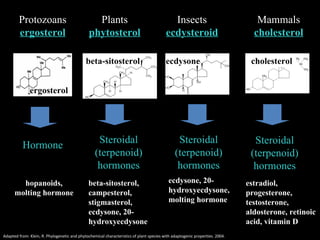 Fitosterol Phytosterol Biosynthesis | PPT