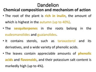 Dandelion
Chemical composition and mechanism of action
• The root of the plant is rich in inulin, the amount of
which is highest in the autumn (up to 40%).
• The sesquiterpenes in the roots belong in the
eudesmanolides and guaianolides.
• It contains sterols, such as taraxasterol and its
derivatives, and a wide variety of phenolic acids.
• The leaves contain appreciable amounts of phenolic
acids and flavonoids, and their potassium salt content is
markedly high (up to 4%).
 