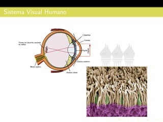 Sistema Visual Humano
 