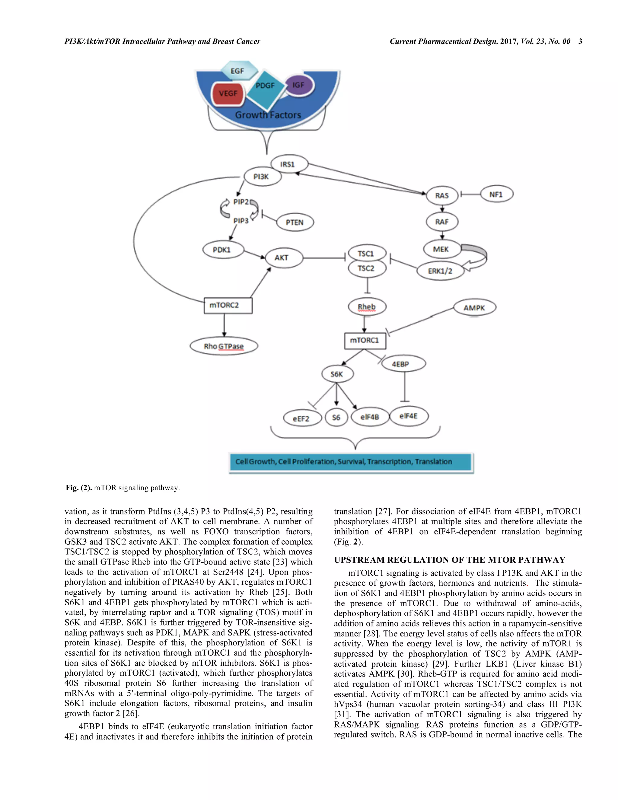 PI3KAktmTOR Intracellular Pathway and Breast Cancer Factors, Mechanism ...
