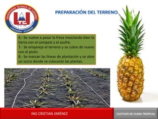 CULTIVOS DE CLIMA TROPICALING CRISTIAN JIMÉNEZ
6.- Se vuelve a pasar la fresa mezclando bien la
tierra con el compost y el azufre.
7.- Se empareja el terreno y se cubre de nuevo
con el picón.
8.- Se marcan las líneas de plantación y se abre
un surco donde se colocarán las plantas.
 