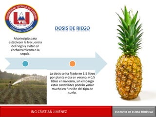 CULTIVOS DE CLIMA TROPICALING CRISTIAN JIMÉNEZ
Al principio para
establecer la frecuencia
del riego y evitar en
encharcamiento o la
sequía.
La dosis se ha fijado en 1,5 litros
por planta y día en verano, y 0,5
litros en invierno, sin embargo
estas cantidades podrán variar
mucho en función del tipo de
suelo.
 