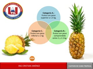 CULTIVOS DE CLIMA TROPICALING CRISTIAN JIMÉNEZ
Categoría A.-
frutos con peso
superior a 1.5 kg.
Categoría B.-
frutos con peso
comprendido
entre 1 y 1.5 kg.
Categoría C.-
frutos con peso
inferior a 1 kg
 