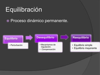 Equilibración
     Proceso dinámico permanente.



Equilibrio            Desequilibrio       Reequilibrio

     • Perturbación     • Mecanismos de   • Equilibrio simple
                          regulación.
                        • Compensación
                                          • Equilibrio mayorante
 