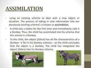 ASSIMILATION
• using an existing schema to deal with a new object or
situation. The process of taking in new information into our
previously existing schema’s is known as assimilation.
• A child sees a Zebra for the first time and immediately calls it
a Donkey. Thus, the child has assimilated into his schema that
this animal is a Donkey.
• To the child, the object (Zebra) has all the characteristics of a
Donkey– it fits in his Donkey schema – so the child concludes
that the object is a Donkey. The child has integrated the
object (Zebra) into his Donkey schema.
 