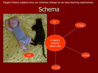 piaget's theory of schemas