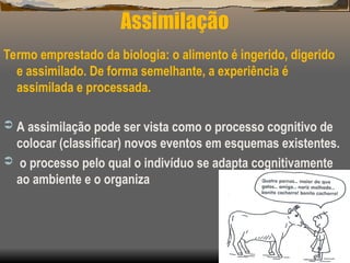 Assimilação
Termo emprestado da biologia: o alimento é ingerido, digerido
e assimilado. De forma semelhante, a experiência é
assimilada e processada.
 A assimilação pode ser vista como o processo cognitivo de
colocar (classificar) novos eventos em esquemas existentes.
 o processo pelo qual o indivíduo se adapta cognitivamente
ao ambiente e o organiza
 