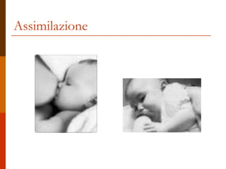 Assimilazione
 