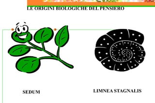 SEDUM LIMNEA STAGNALIS
LE ORIGINI BIOLOGICHE DEL PENSIERO
 
