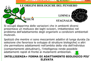 SEDUM
LIMNEA
STAGNALIS
LE ORIGINI BIOLOGICHE DEL PENSIERO
Si occupò dapprima delle variazioni che in ambienti diversi
presentava un mollusco dei laghi svizzeri, imbattendosi nel
problema dell’adattamento degli organismi a condizioni ambientali
mutevoli.
Ipotizzò che mentre vi sono meccanismi adattivi di lunga durata (la
selezione che favorisce lo sviluppo di strutture biologiche) e altri
che permettono adattamenti nell’ambito della vita dell’individuo
(comportamenti abitudinari), l’intelligenza rende possibile
adattamenti rapidi di fronte ai mutamenti ambientali.
INTELLIGENZA= FORMA DI ADATTAMENTO BIOLOGICO PIU’
ELEVATA
 