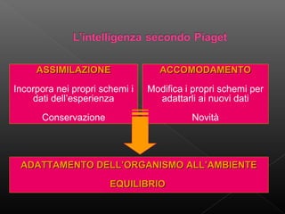 ASSIMILAZIONE

ACCOMODAMENTO

Incorpora nei propri schemi i
dati dell’esperienza

Modifica i propri schemi per
adattarli ai nuovi dati

Conservazione

Novità

ADATTAMENTO DELL’ORGANISMO ALL’AMBIENTE
EQUILIBRIO

 