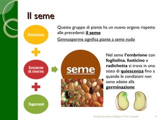 Il seme
          Questo gruppo di piante ha un nuovo organo rispetto
          alle precedenti: il seme
          Gimnosperme significa piante a seme nudo


                                       Nel seme l’embrione con
                                       fogliolina, fusticino e
                                       radichetta si trova in uno
                                       stato di quiescenza fino a
                                       quando le condizioni non
                                       sono adatte alla
                                       germinazione




                            Scuola Secondaria Bolgare. Prof. Locatelli   13
 