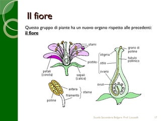 Il fiore
Questo gruppo di piante ha un nuovo organo rispetto alle precedenti:
il fiore




                                    Scuola Secondaria Bolgare. Prof. Locatelli   17
 