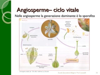 Angiosperme– ciclo vitale
Nelle angiosperme la generazione dominante è lo sporofito




   Immagine tratta da: “Oro Blu” editrice La Scuola
                                                      Scuola Secondaria Bolgare. Prof. Locatelli   18
 