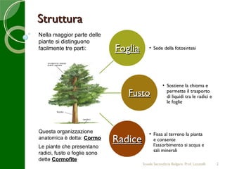 Struttura
Nella maggior parte delle
piante si distinguono
facilmente tre parti:         Foglia       • Sede della fotosintesi




                                                    • Sostiene la chioma e
                                 Fusto                permette il trasporto
                                                      di liquidi tra le radici e
                                                      le foglie




Questa organizzazione                      • Fissa al terreno la pianta
anatomica è detta: Cormo
                              Radice         e consente
                                             l’assorbimento si acqua e
Le piante che presentano
                                             sali minerali
radici, fusto e foglie sono
dette Cormofite
                                       Scuola Secondaria Bolgare. Prof. Locatelli   2
 