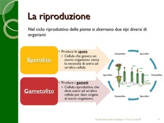 La riproduzione
Nel ciclo riproduttivo delle piante si alternano due tipi diversi di
organismi




                                      Scuola Secondaria Bolgare. Prof. Locatelli   4
 