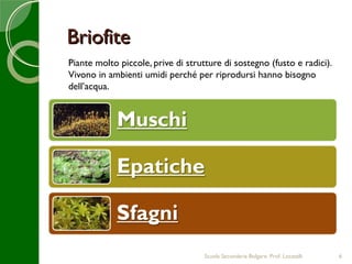 Briofite
Piante molto piccole, prive di strutture di sostegno (fusto e radici).
Vivono in ambienti umidi perché per riprodursi hanno bisogno
dell’acqua.




                                    Scuola Secondaria Bolgare. Prof. Locatelli   6
 
