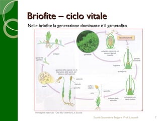 Briofite – ciclo vitale
Nelle briofite la generazione dominante è il gametofito




    Immagine tratta da: “Oro Blu” editrice La Scuola

                                                       Scuola Secondaria Bolgare. Prof. Locatelli   7
 