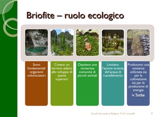 Briofite – ruolo ecologico




                 Scuola Secondaria Bolgare. Prof. Locatelli   8
 