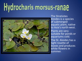 The Stratiotes
Aloides is a species
of submerged
aquatic plant, native
to Asia's north-west.
Plants are very
suitable for ponds or
aquariums cold.
The St. Aloides has a
tight rosette of
leaves and produces
white flowers in
summer.
 