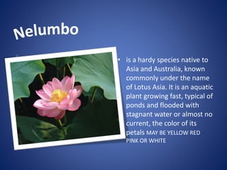 • is a hardy species native to
Asia and Australia, known
commonly under the name
of Lotus Asia. It is an aquatic
plant growing fast, typical of
ponds and flooded with
stagnant water or almost no
current, the color of its
petals MAY BE YELLOW RED
PINK OR WHITE
 