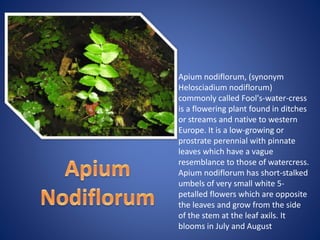 Apium nodiflorum, (synonym
Helosciadium nodiflorum)
commonly called Fool's-water-cress
is a flowering plant found in ditches
or streams and native to western
Europe. It is a low-growing or
prostrate perennial with pinnate
leaves which have a vague
resemblance to those of watercress.
Apium nodiflorum has short-stalked
umbels of very small white 5-
petalled flowers which are opposite
the leaves and grow from the side
of the stem at the leaf axils. It
blooms in July and August
 