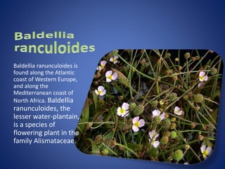 Baldellia ranunculoides is
found along the Atlantic
coast of Western Europe,
and along the
Mediterranean coast of
North Africa. Baldellia
ranunculoides, the
lesser water-plantain,
is a species of
flowering plant in the
family Alismataceae.
 