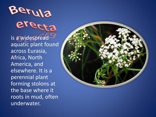 is a widespread
aquatic plant found
across Eurasia,
Africa, North
America, and
elsewhere. It is a
perennial plant
forming stolons at
the base where it
roots in mud, often
underwater.
 