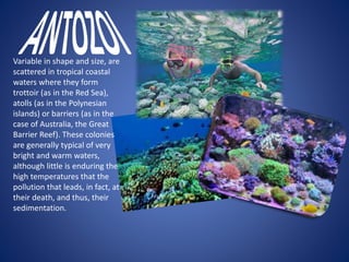 Variable in shape and size, are
scattered in tropical coastal
waters where they form
trottoir (as in the Red Sea),
atolls (as in the Polynesian
islands) or barriers (as in the
case of Australia, the Great
Barrier Reef). These colonies
are generally typical of very
bright and warm waters,
although little is enduring the
high temperatures that the
pollution that leads, in fact, at
their death, and thus, their
sedimentation.
 