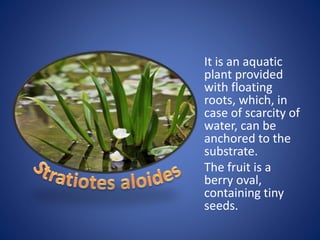 It is an aquatic
plant provided
with floating
roots, which, in
case of scarcity of
water, can be
anchored to the
substrate.
The fruit is a
berry oval,
containing tiny
seeds.
 