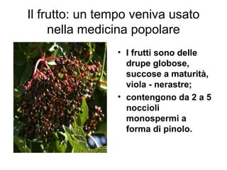 Il frutto: un tempo veniva usato
     nella medicina popolare
                • I frutti sono delle
                  drupe globose,
                  succose a maturità,
                  viola - nerastre;
                • contengono da 2 a 5
                  noccioli
                  monospermi a
                  forma di pinolo.
 