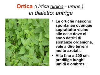 Ortica (Urtica dioica - urens )
     in dialetto: antriga
                • Le ortiche nascono
                  spontanee ovunque
                  soprattutto vicino
                  alle case dove ci
                  sono detriti di
                  sostanze organiche,
                  vale a dire terreni
                  molto azotati.
                • Alta fino a 200 cm,
                  predilige luoghi
                  umidi e ombrosi.
 