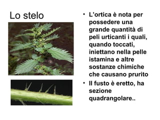 Lo stelo   • L’ortica è nota per
             possedere una
             grande quantità di
             peli urticanti i quali,
             quando toccati,
             iniettano nella pelle
             istamina e altre
             sostanze chimiche
             che causano prurito
           • Il fusto è eretto, ha
             sezione
             quadrangolare..
 