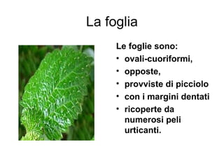 La foglia
     Le foglie sono:
     • ovali-cuoriformi,
     • opposte,
     • provviste di picciolo
     • con i margini dentati
     • ricoperte da
       numerosi peli
       urticanti.
 