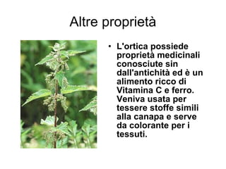 Altre proprietà
      • L'ortica possiede
        proprietà medicinali
        conosciute sin
        dall'antichità ed è un
        alimento ricco di
        Vitamina C e ferro.
        Veniva usata per
        tessere stoffe simili
        alla canapa e serve
        da colorante per i
        tessuti.
 