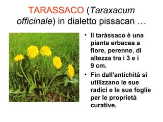 TARASSACO (Taraxacum
officinale) in dialetto pissacan …
                 • Il taràssaco è una
                   pianta erbacea a
                   fiore, perenne, di
                   altezza tra i 3 e i
                   9 cm.
                 • Fin dall'antichità si
                   utilizzano le sue
                   radici e le sue foglie
                   per le proprietà
                   curative.
 