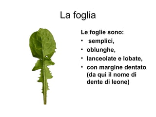 La foglia
     Le foglie sono:
     • semplici,
     • oblunghe,
     • lanceolate e lobate,
     • con margine dentato
       (da qui il nome di
       dente di leone)
 