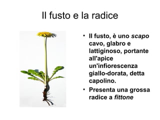 Il fusto e la radice
          • Il fusto, è uno scapo
            cavo, glabro e
            lattiginoso, portante
            all'apice
            un'infiorescenza
            giallo-dorata, detta
            capolino.
          • Presenta una grossa
            radice a fittone
 