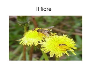Il fiore
 