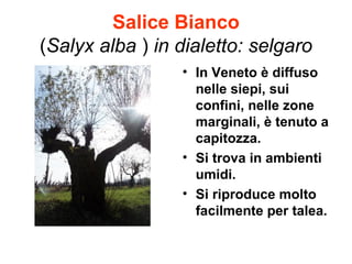 Salice Bianco
(Salyx alba ) in dialetto: selgaro
                 • In Veneto è diffuso
                   nelle siepi, sui
                   confini, nelle zone
                   marginali, è tenuto a
                   capitozza.
                 • Si trova in ambienti
                   umidi.
                 • Si riproduce molto
                   facilmente per talea.
 