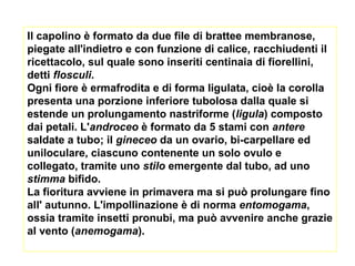Il capolino è formato da due file di brattee membranose,
piegate all'indietro e con funzione di calice, racchiudenti il
ricettacolo, sul quale sono inseriti centinaia di fiorellini,
detti flosculi.
Ogni fiore è ermafrodita e di forma ligulata, cioè la corolla
presenta una porzione inferiore tubolosa dalla quale si
estende un prolungamento nastriforme (ligula) composto
dai petali. L'androceo è formato da 5 stami con antere
saldate a tubo; il gineceo da un ovario, bi-carpellare ed
uniloculare, ciascuno contenente un solo ovulo e
collegato, tramite uno stilo emergente dal tubo, ad uno
stimma bifido.
La fioritura avviene in primavera ma si può prolungare fino
all' autunno. L'impollinazione è di norma entomogama,
ossia tramite insetti pronubi, ma può avvenire anche grazie
al vento (anemogama).
 