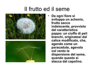 Il frutto ed il seme
          • Da ogni fiore si
            sviluppa un achenio,
            frutto secco
            indeiscente, provvisto
            del caratteristico
            pappo: un ciuffo di peli
            bianchi, originatosi dal
            calice modificato, che,
            agendo come un
            paracadute, agevola
            col vento la
            dispersione del seme,
            quando questo si
            stacca dal capolino.
 