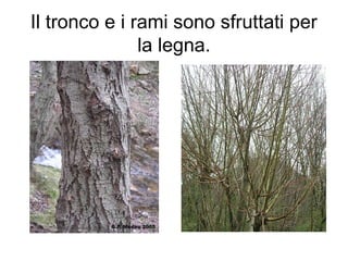 Il tronco e i rami sono sfruttati per
               la legna.
 