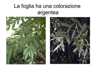 La foglia ha una colorazione
           argentea
 