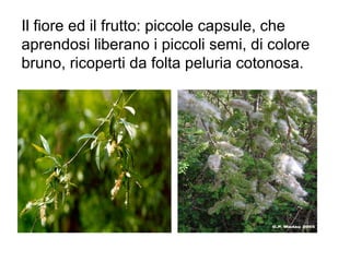Il fiore ed il frutto: piccole capsule, che
aprendosi liberano i piccoli semi, di colore
bruno, ricoperti da folta peluria cotonosa.
 