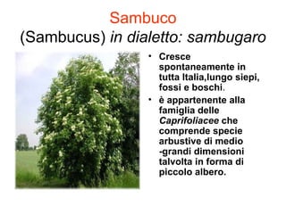 Sambuco
(Sambucus) in dialetto: sambugaro
                 • Cresce
                   spontaneamente in
                   tutta Italia,lungo siepi,
                   fossi e boschi.
                 • è appartenente alla
                   famiglia delle
                   Caprifoliacee che
                   comprende specie
                   arbustive di medio
                   -grandi dimensioni
                   talvolta in forma di
                   piccolo albero.
 